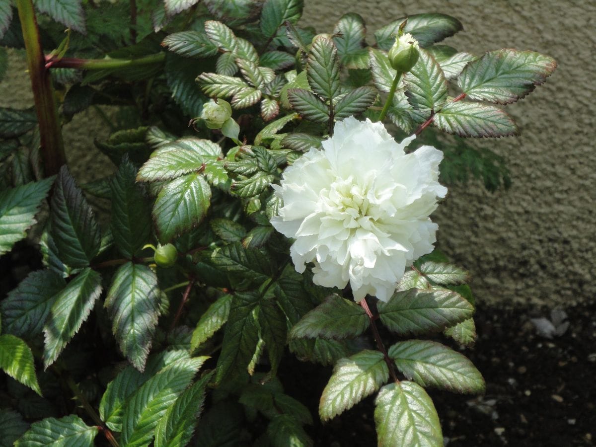 トキンバラ♡白色シリーズ