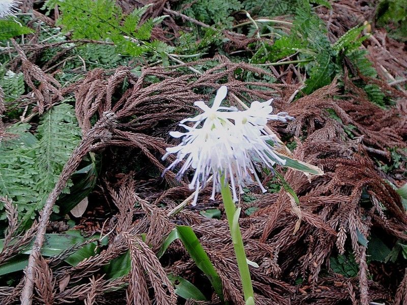 こんな花たちも♪