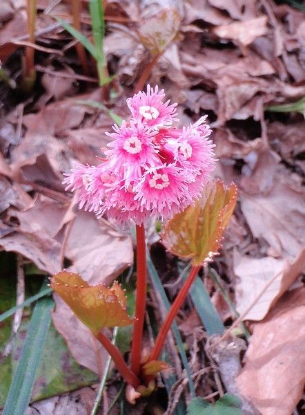 こんな花たちも♪