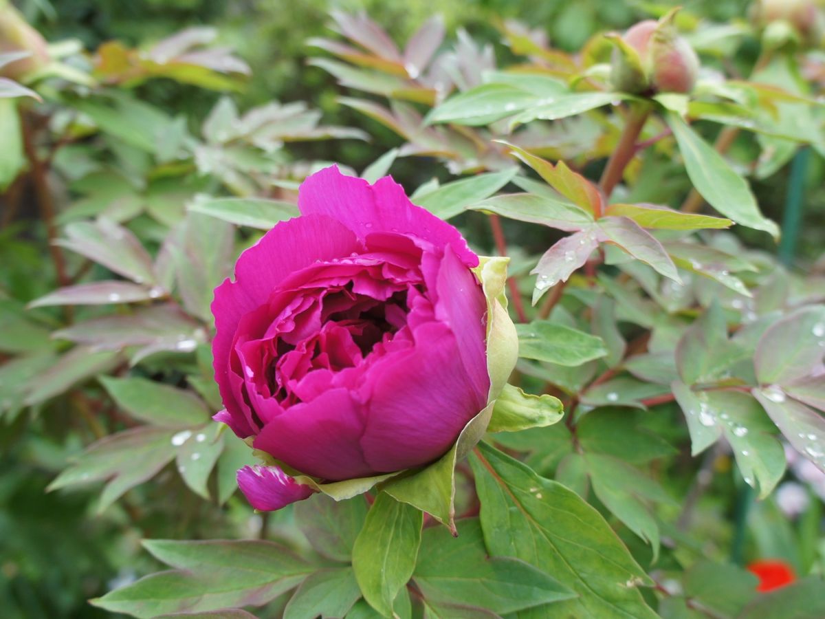 桜草と山野草　ボタン