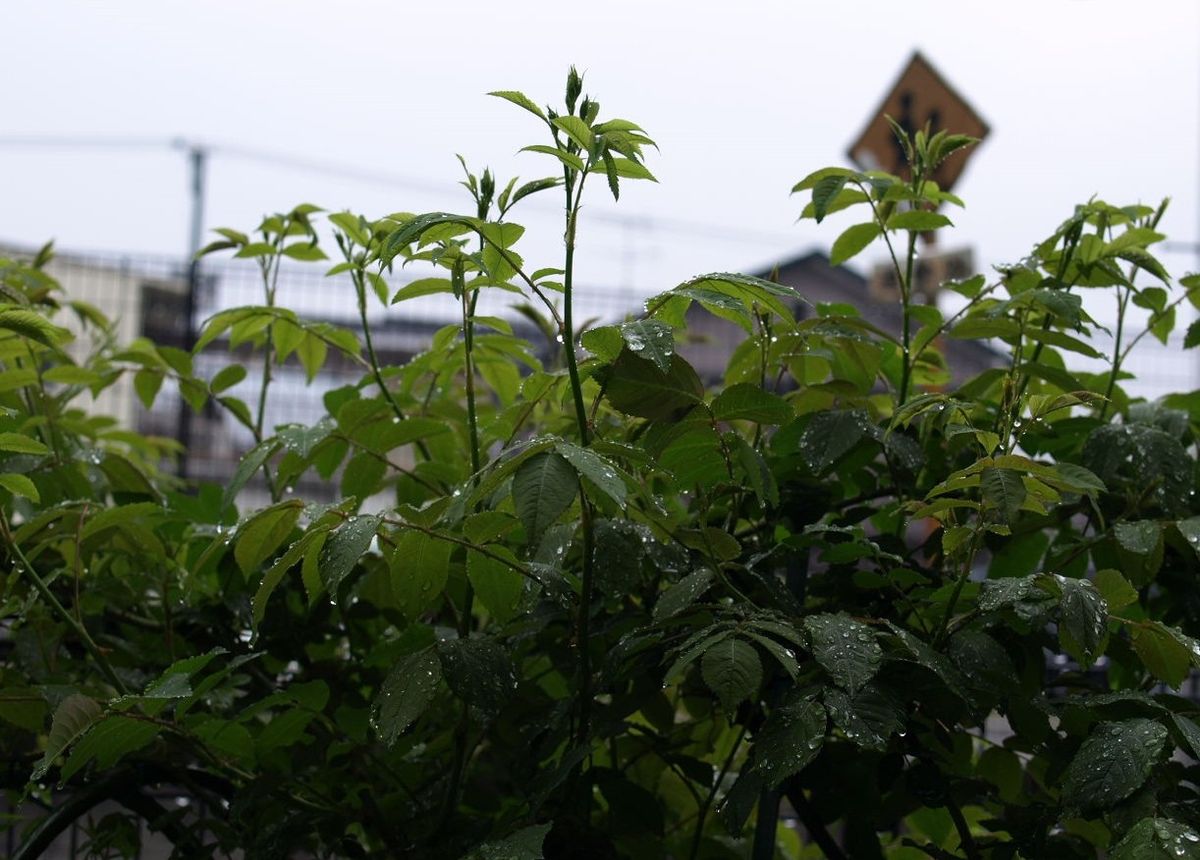 ある雨の日の情景