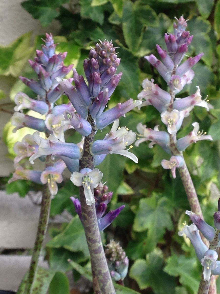 Lachenalia orchioides var. glaucina