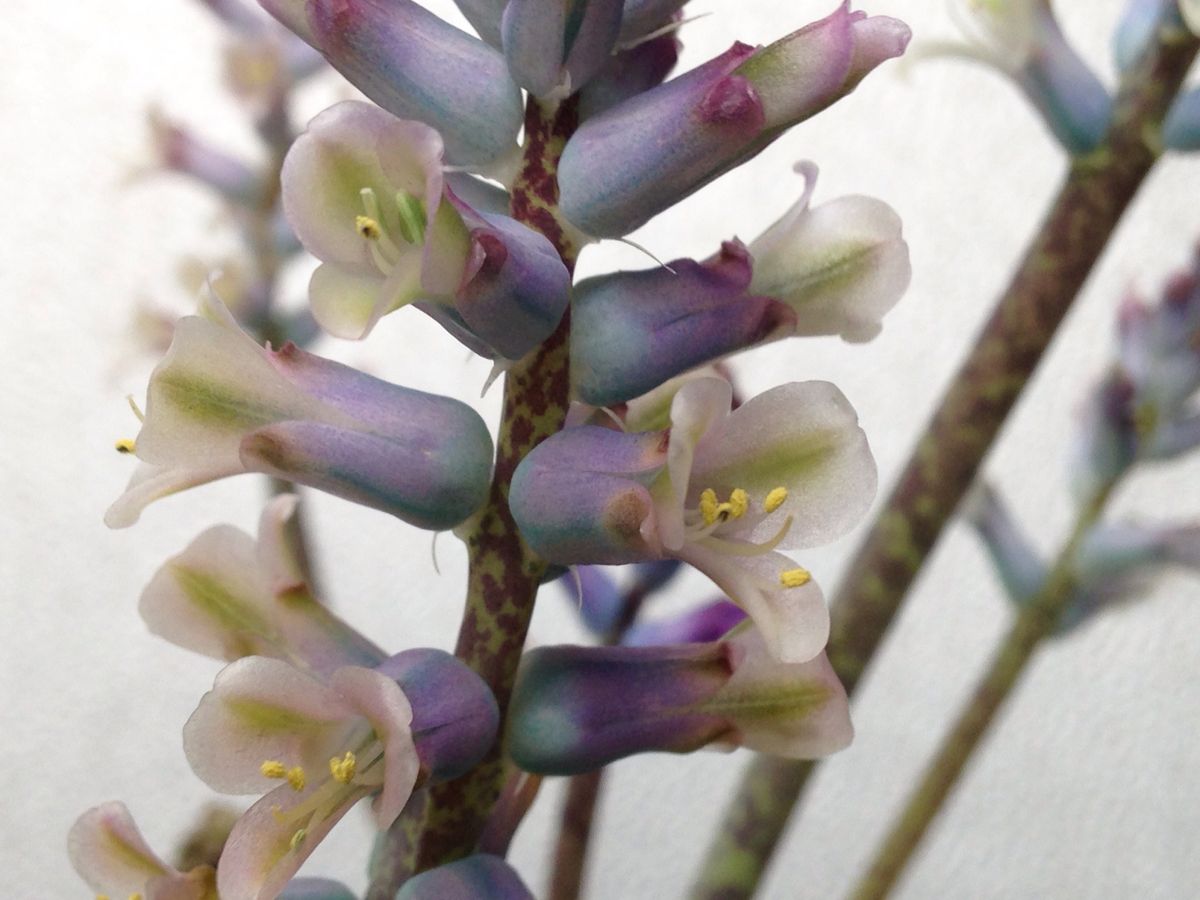 Lachenalia orchioides var. glaucina