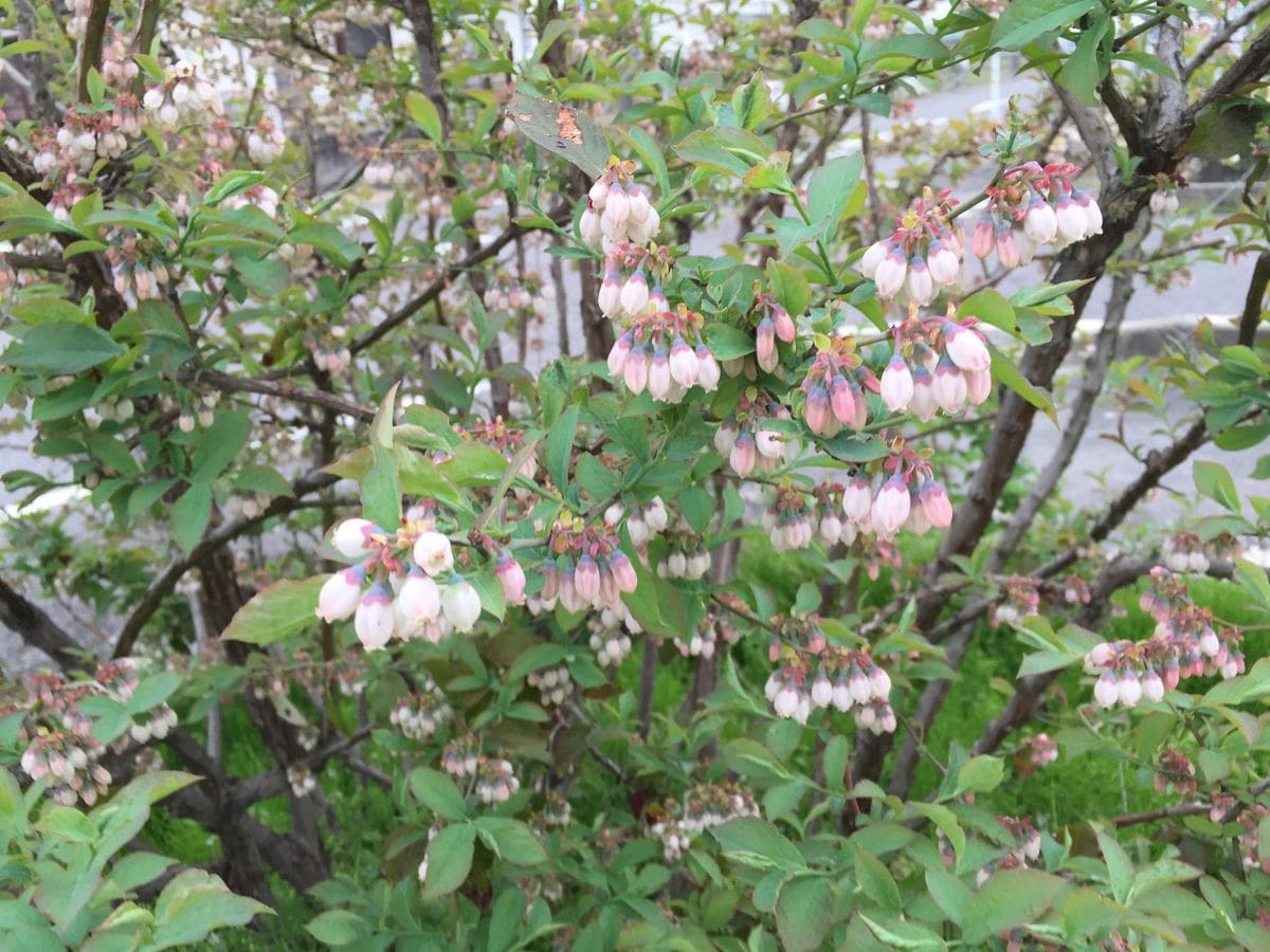 ブルーベリーの花が満開