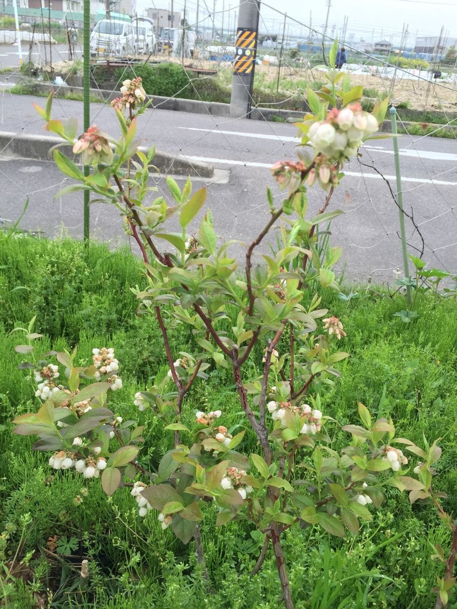 ブルーベリーの花が満開