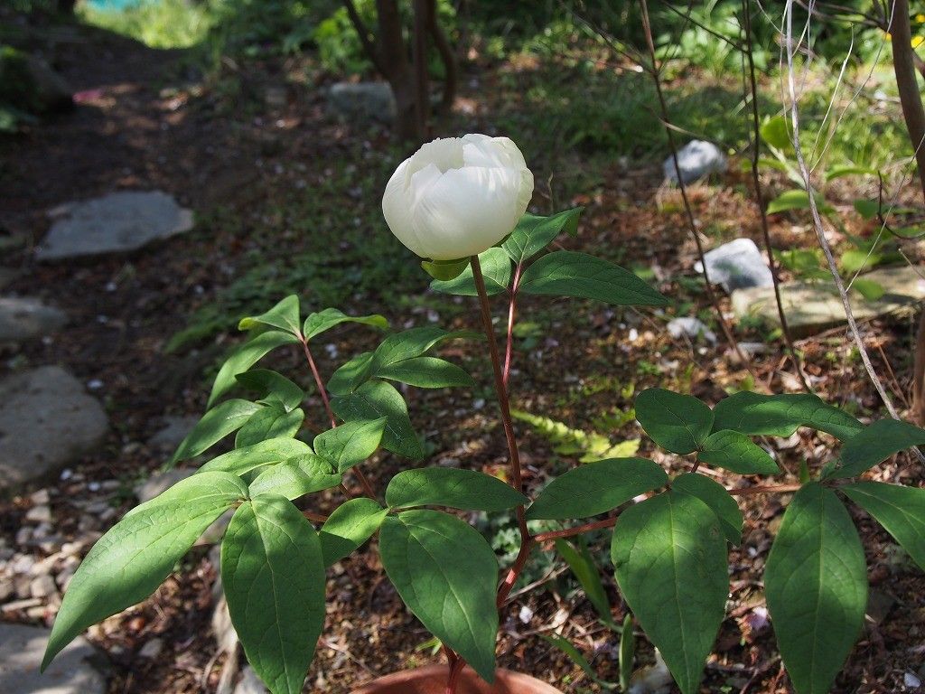 黄花ヤマシャクヤク