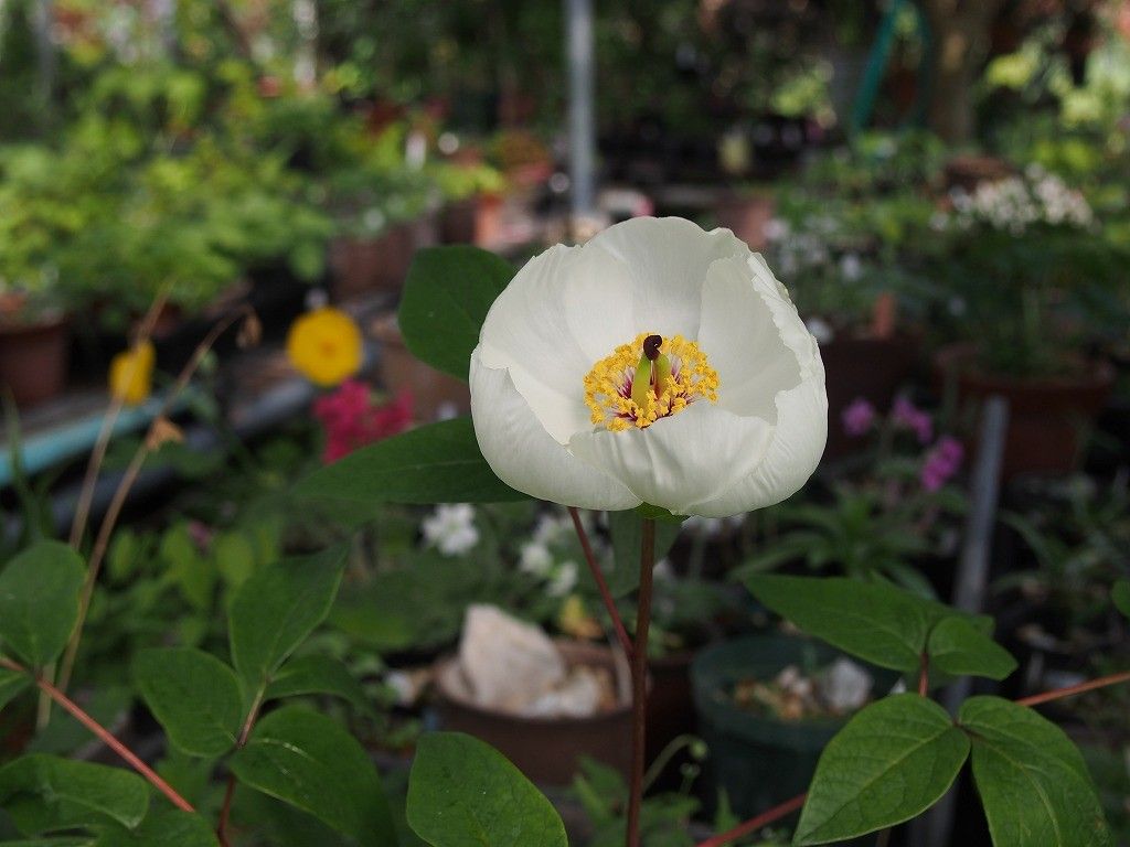 黄花ヤマシャクヤク