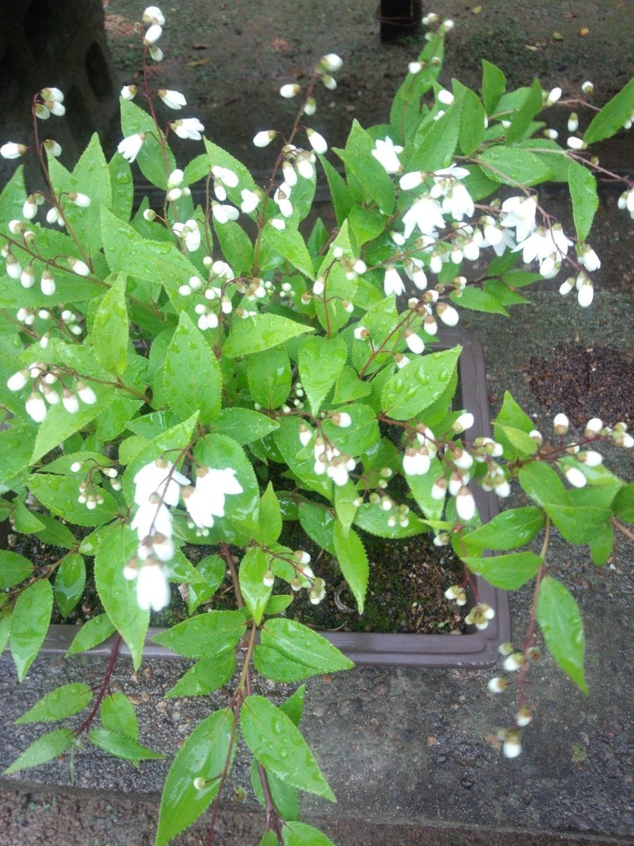 穀雨…ですって!!