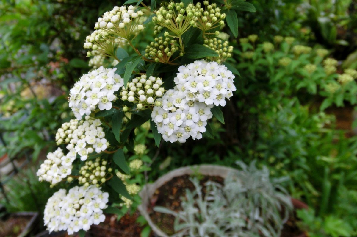 白いお花たち