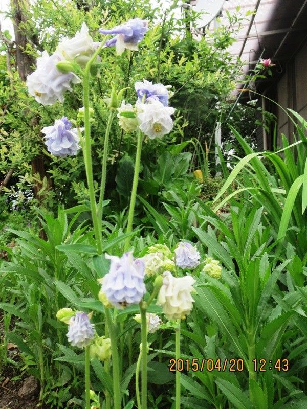 雨ばかり