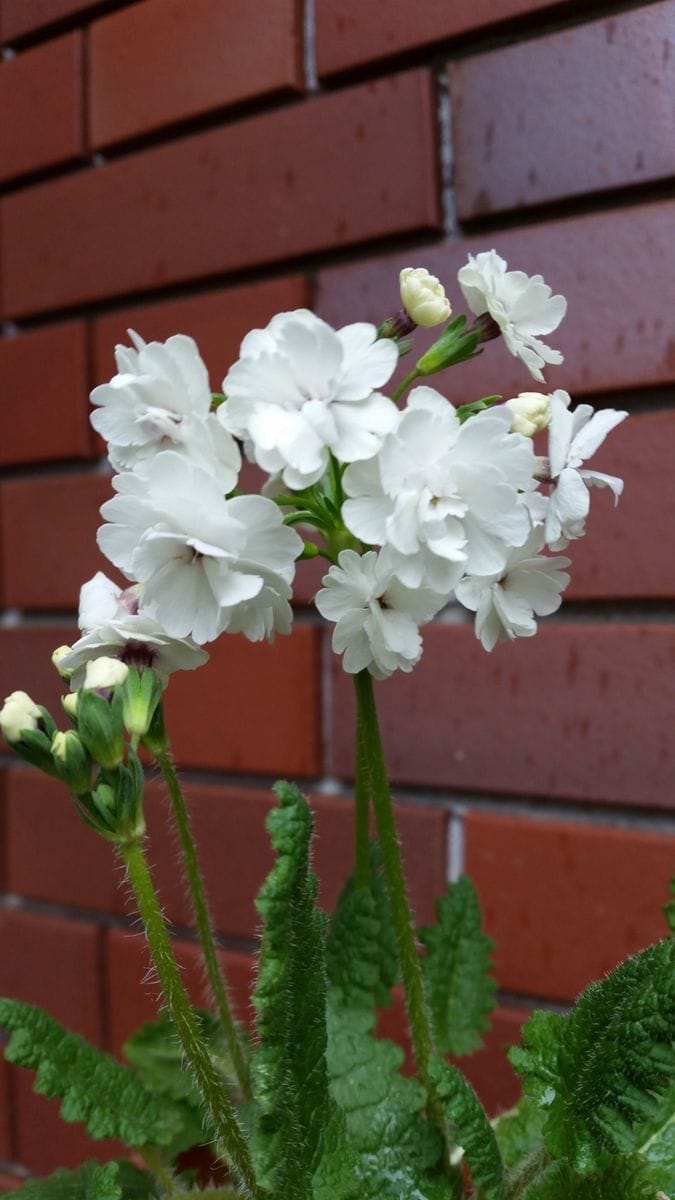 日本桜草が開花中です