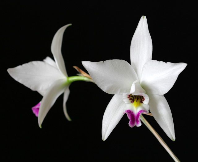 L. anceps f. semi-alba