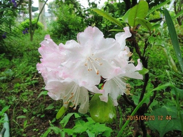 昨日写した花