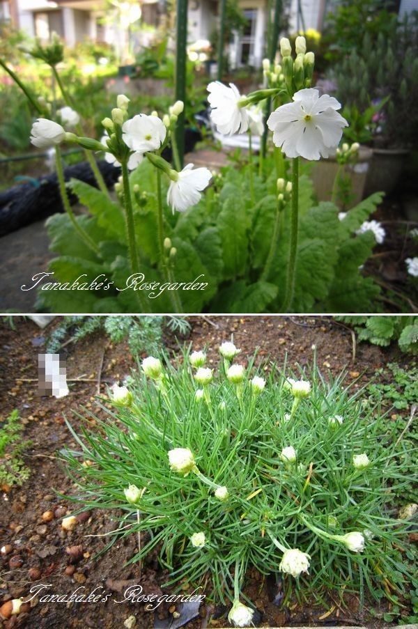 謎の新芽。教えてください。