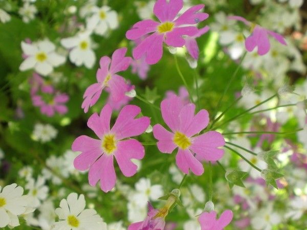 桜草が咲きました