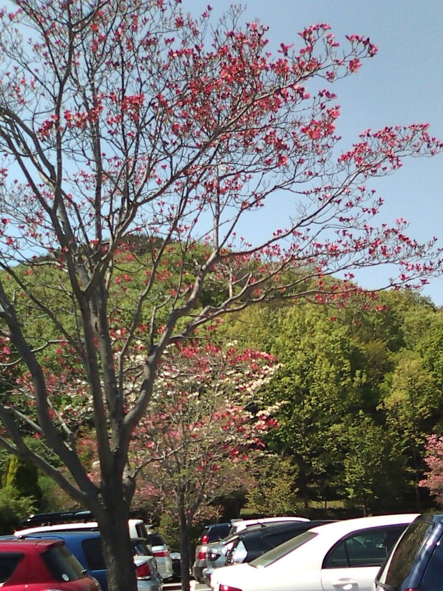 八重桜の咲くころ