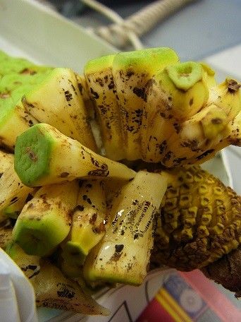 モンステラの果実を食べてみた