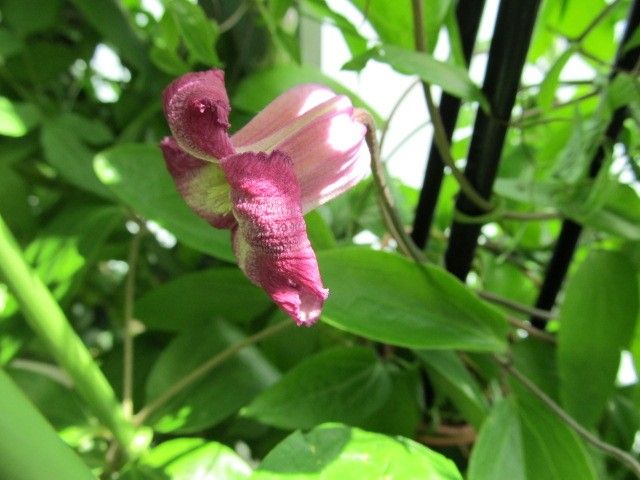 花は大きめクレマチス・プリンセスレッド