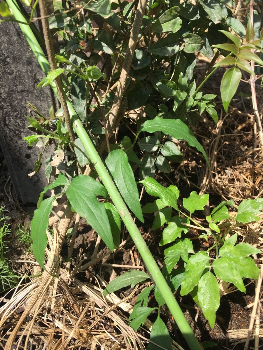 好きなの植えました