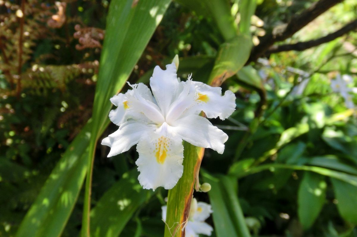 白いお花たち