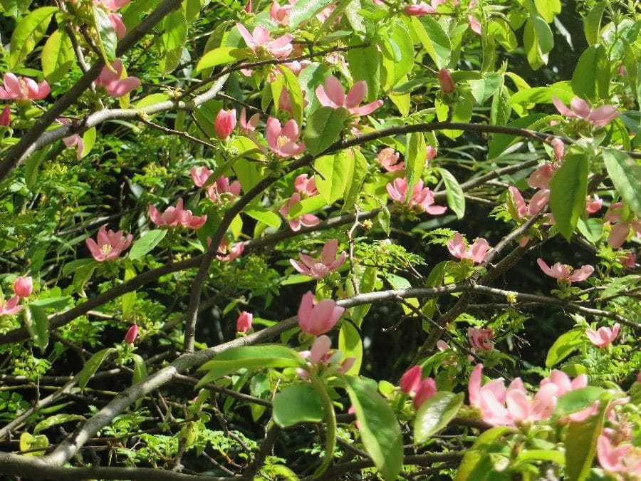 自慢の花畑の現在