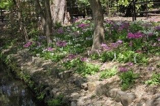 本日の植物