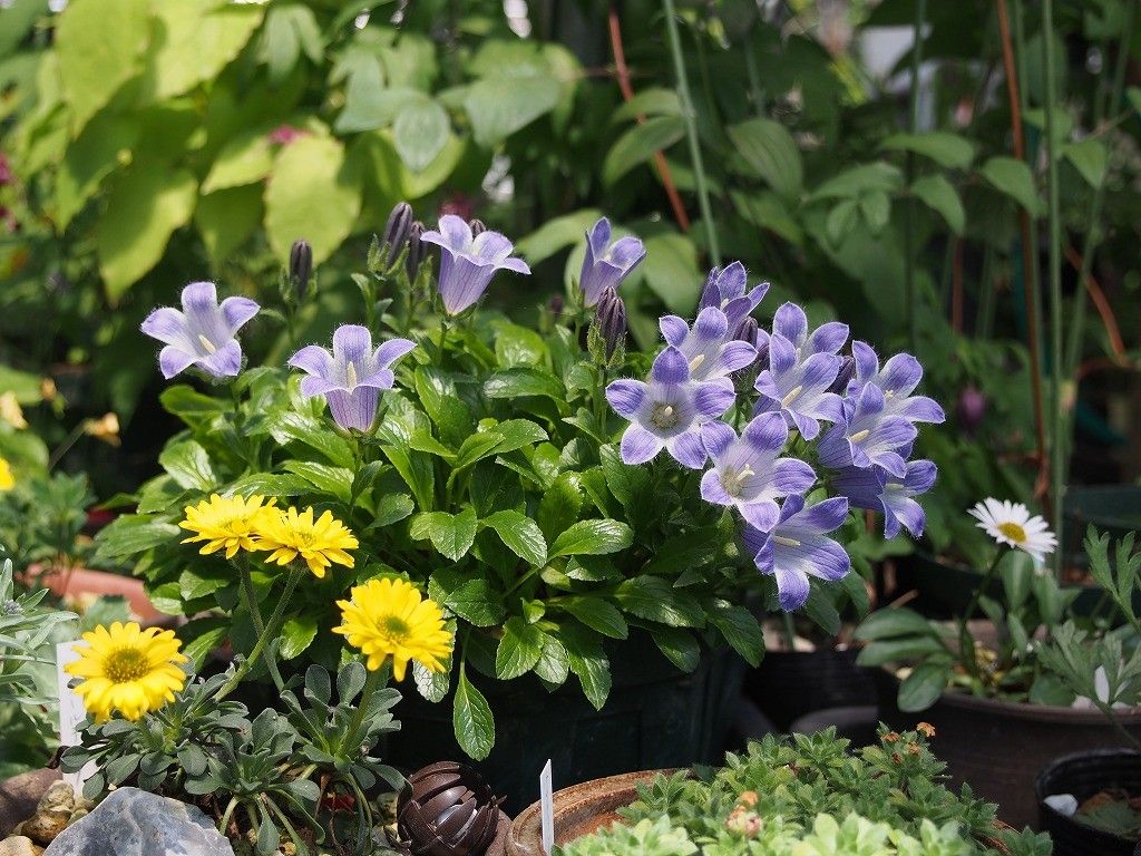 高山植物（４）ぐらい