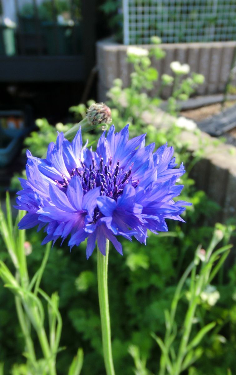 青系のお花たち