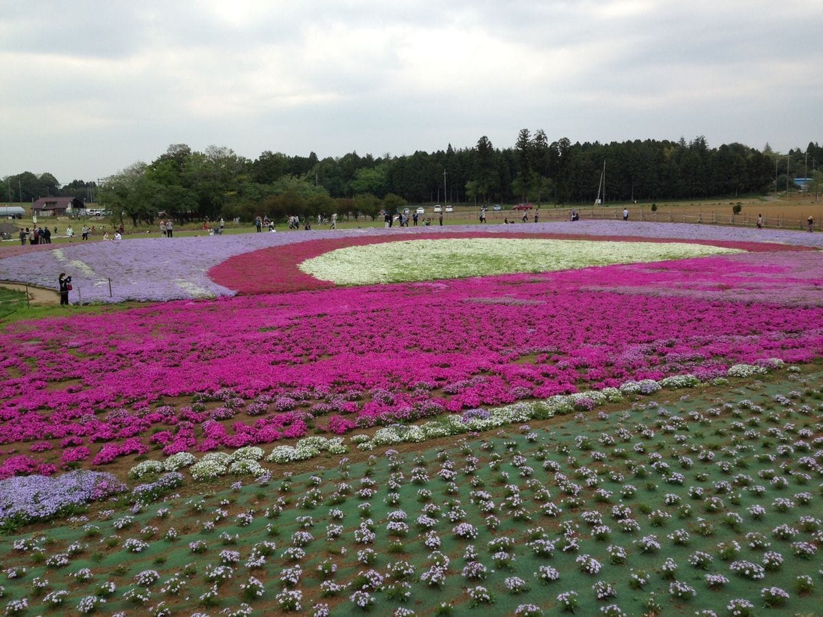 農業センターはしごする