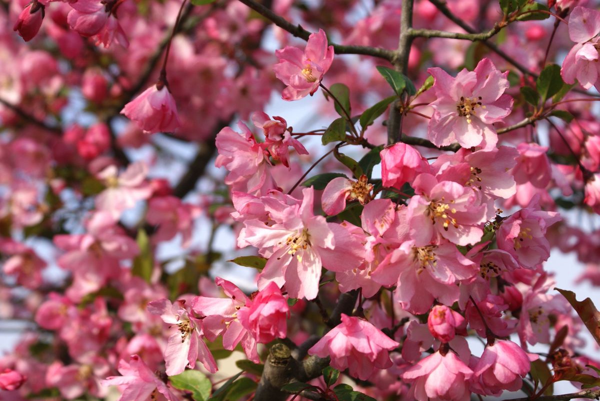 今　満開の花