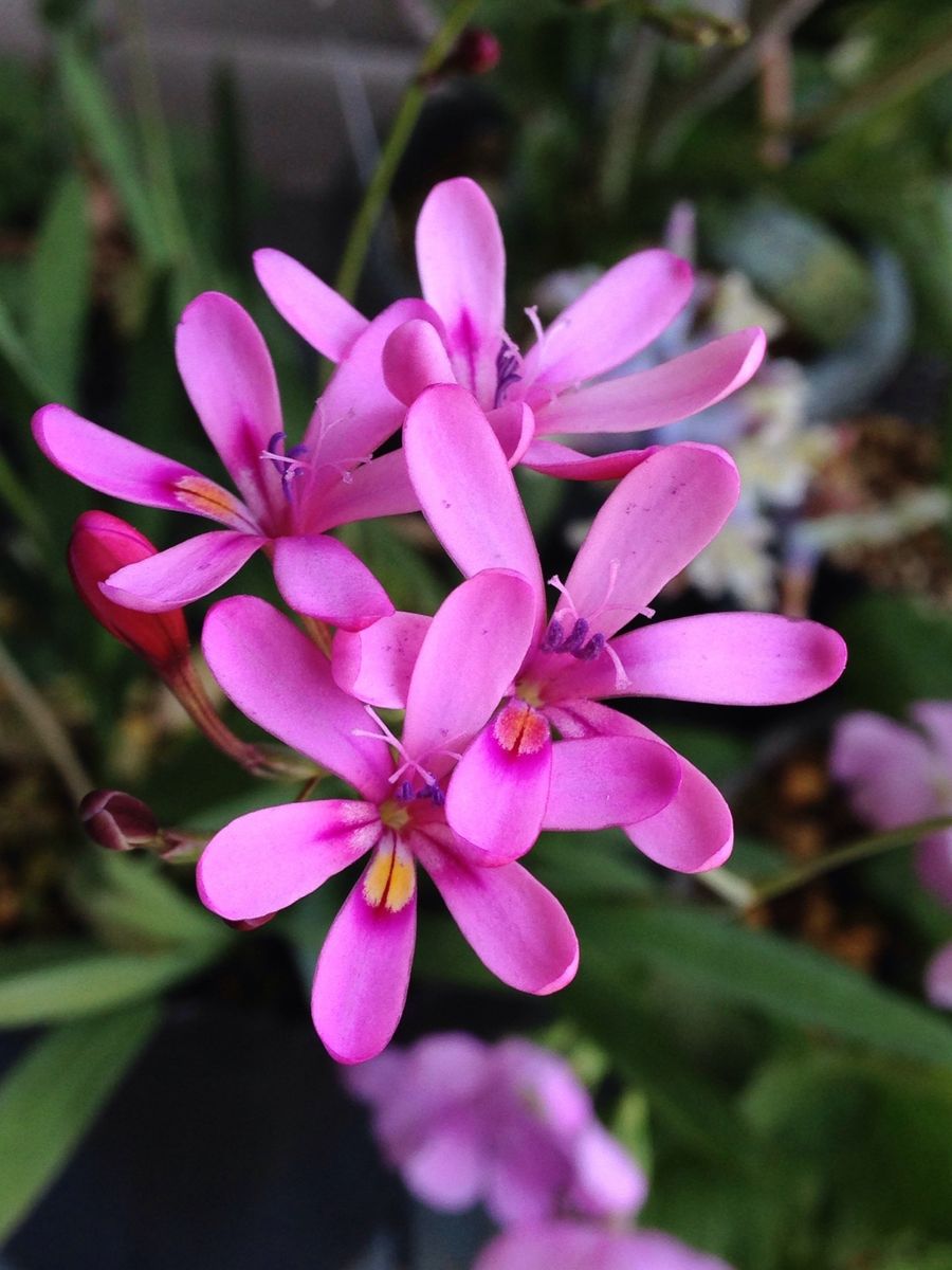 Freesia verrucosa