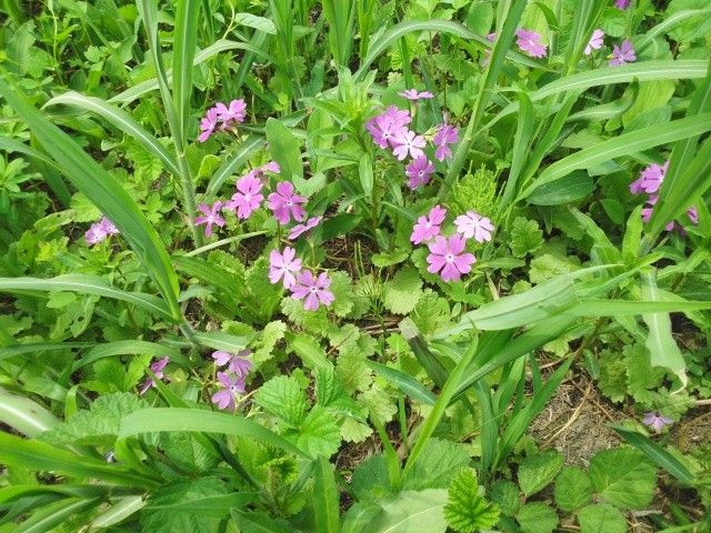 田島ヶ原の桜草と丁字草