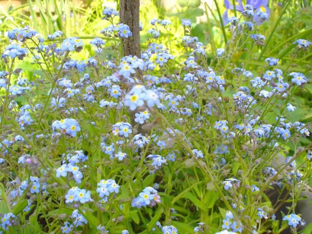 青花でもいろいろです