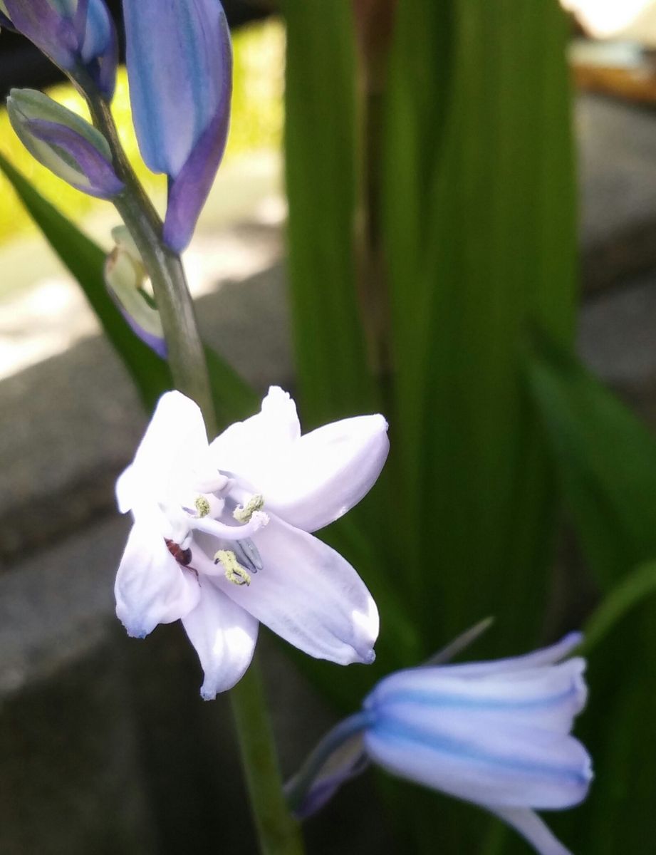 青いお花も綺麗です(*^^*)