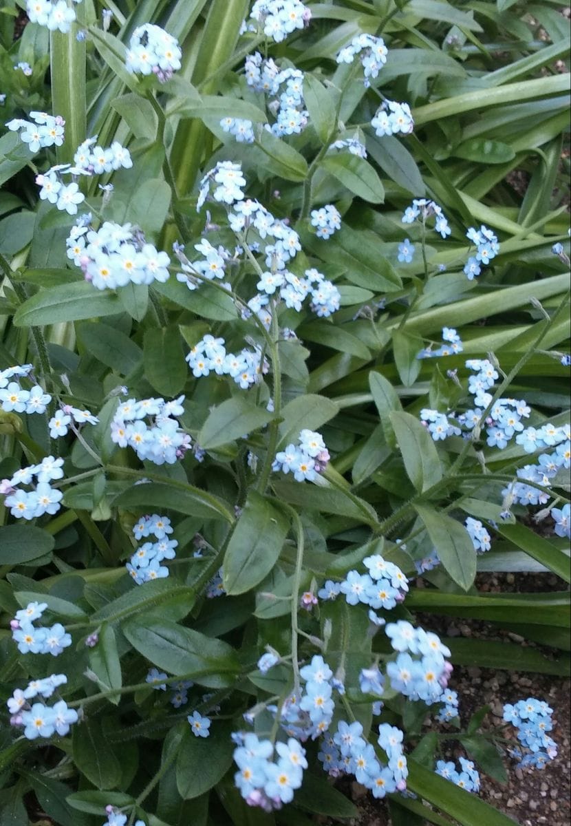 青いお花も綺麗です(*^^*)