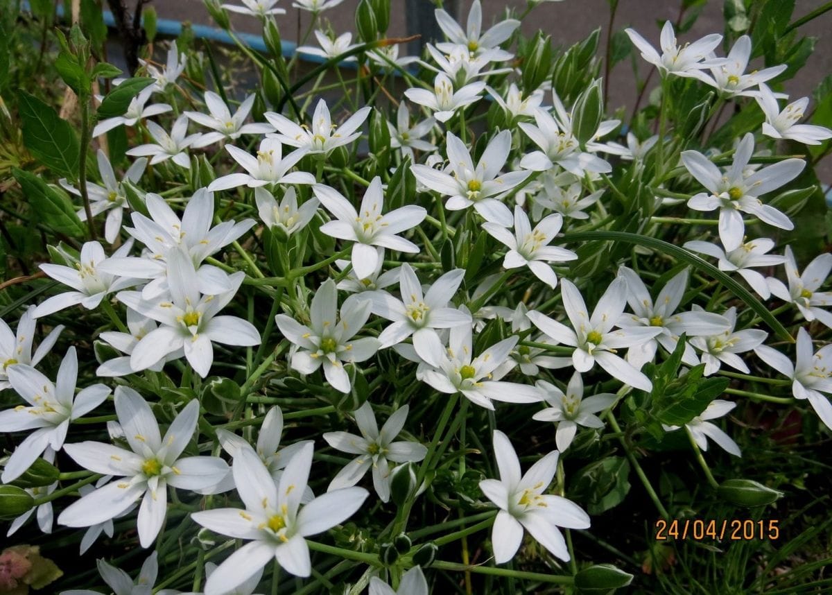 雑草かな～～～ご近所の草花シリーズ