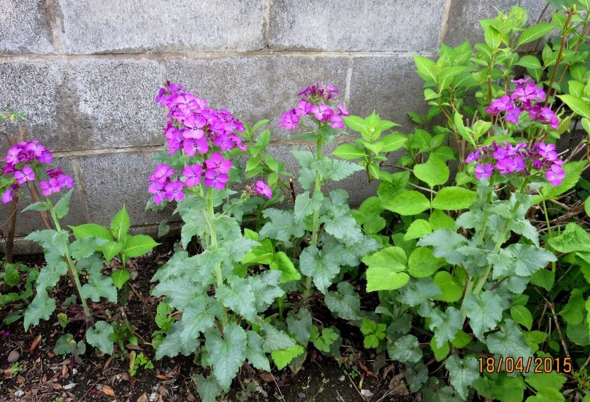 雑草かな～～～ご近所の草花シリーズ