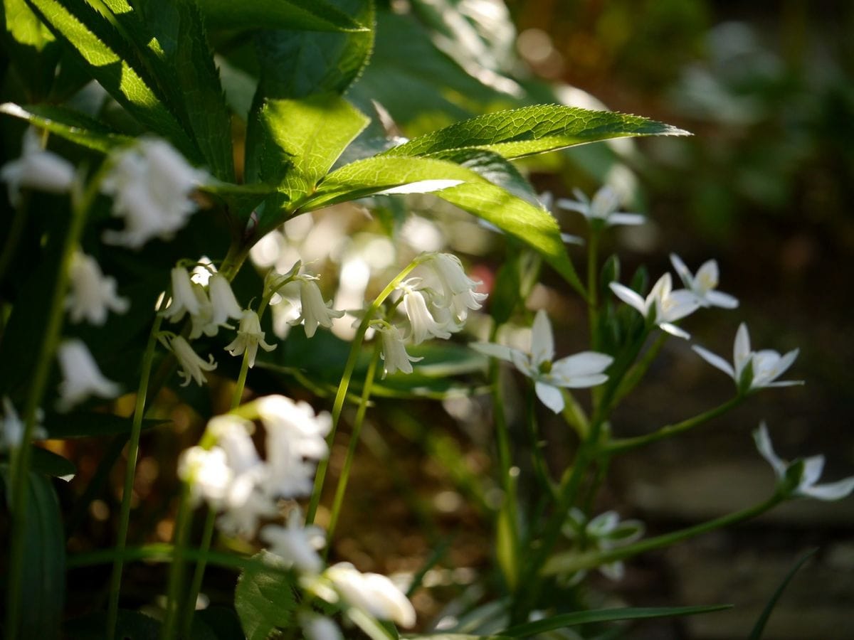 偶然の白い花