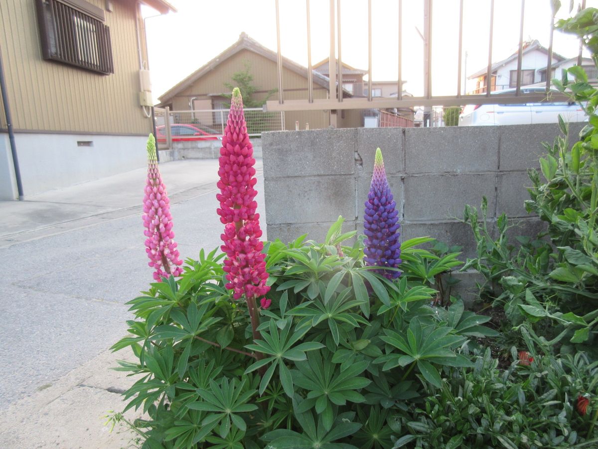 我が家の花壇とおいしい春