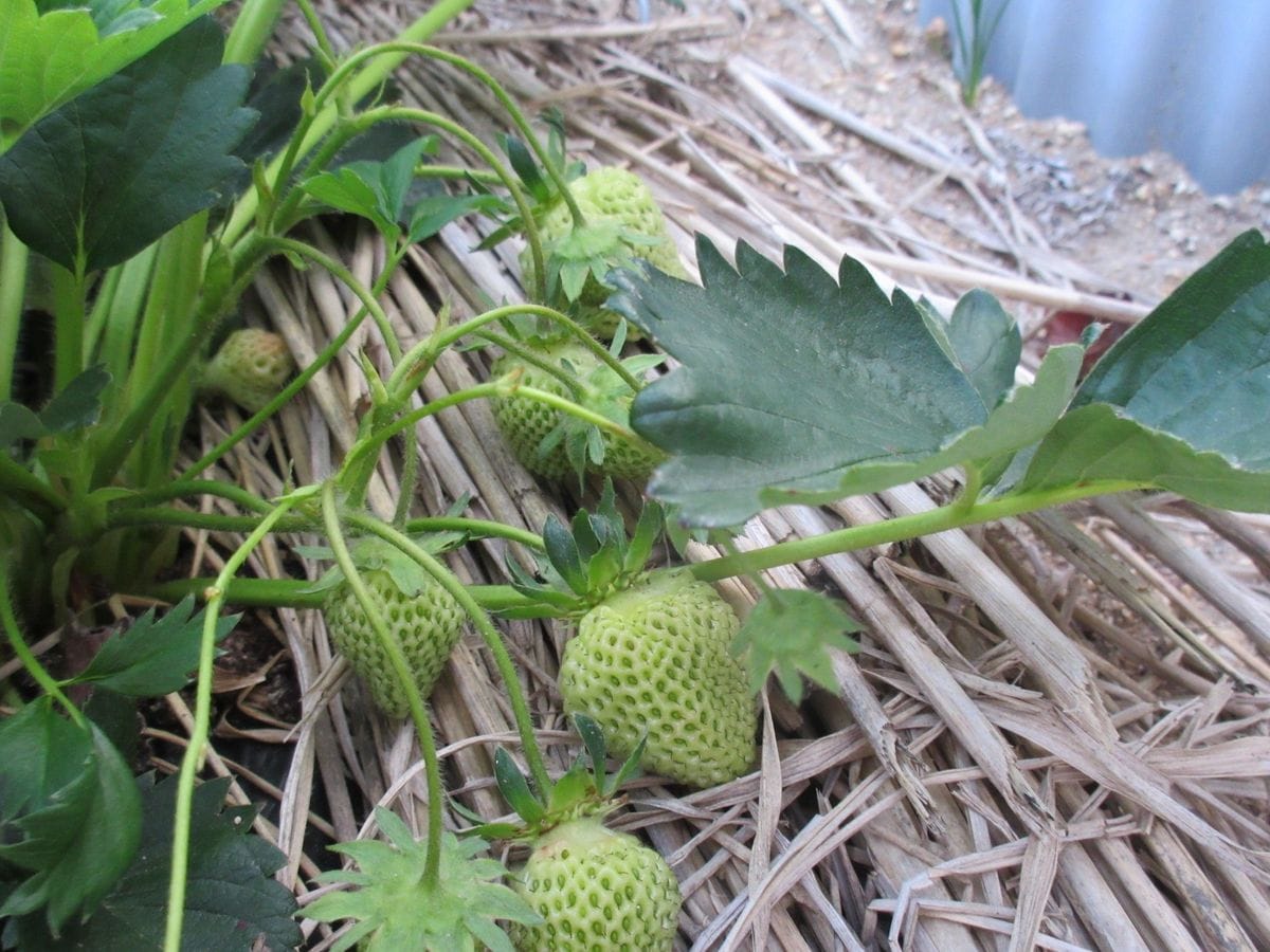 我が家の花壇とおいしい春