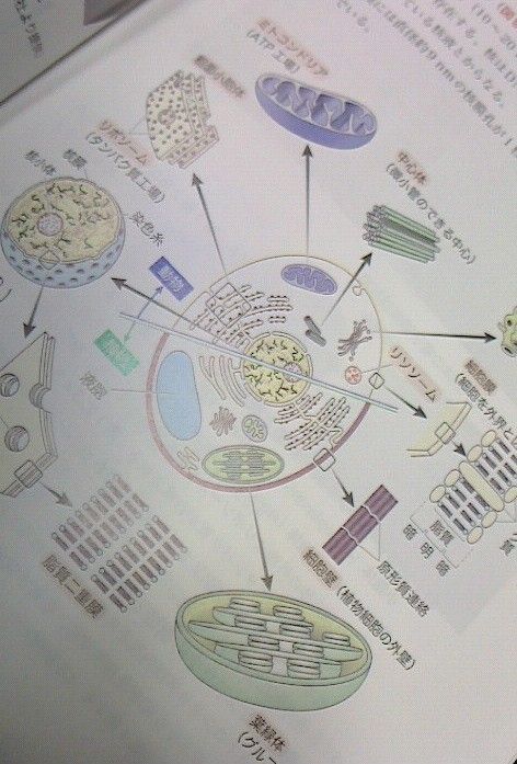 今日は学校で生物学を講義しておりました。