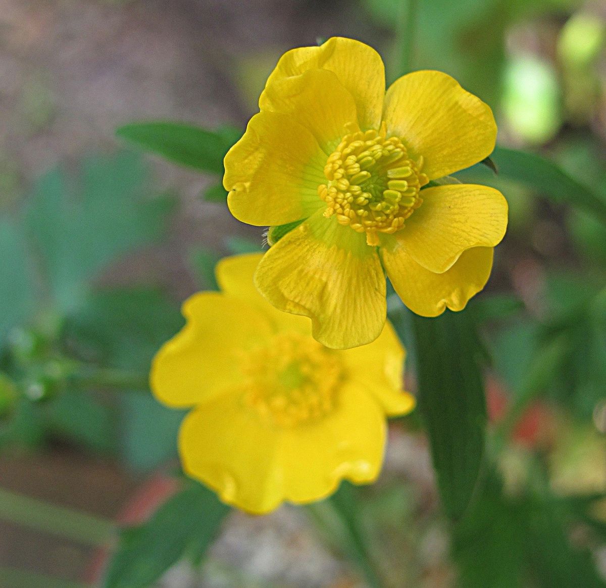 高山系の花たち