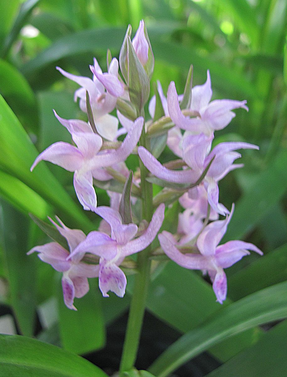 高山系の花たち