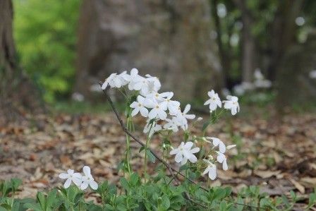 本日の花