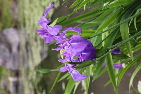 本日の花