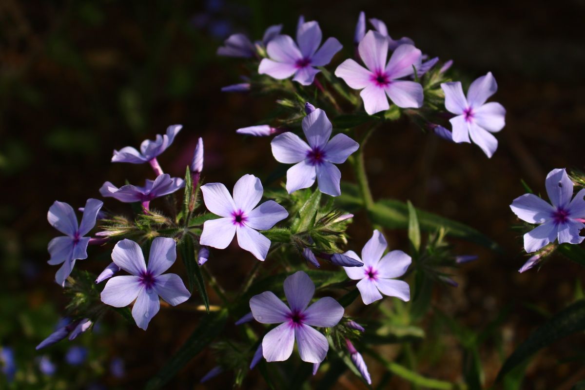 花の香り