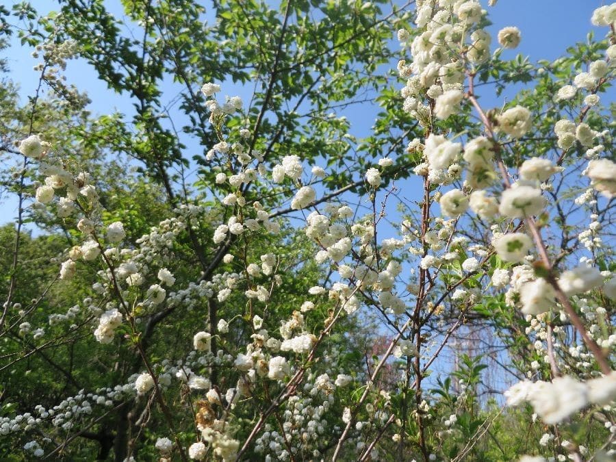 牡丹が開花・・・