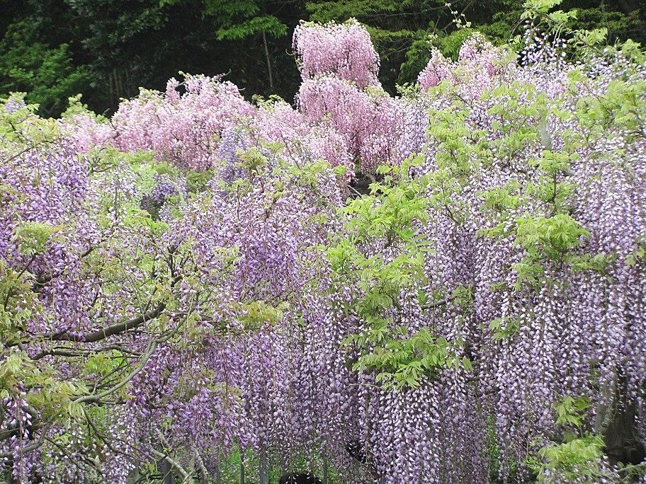 藤の花を見に　①