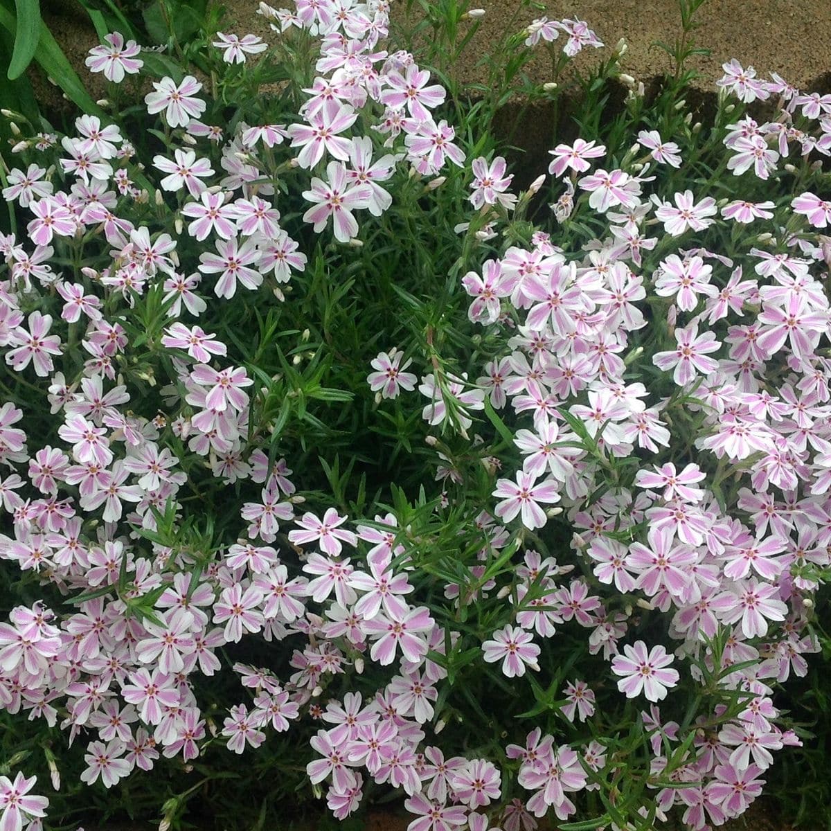 ３年目の芝桜！