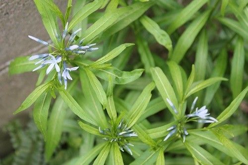 ブルーの花